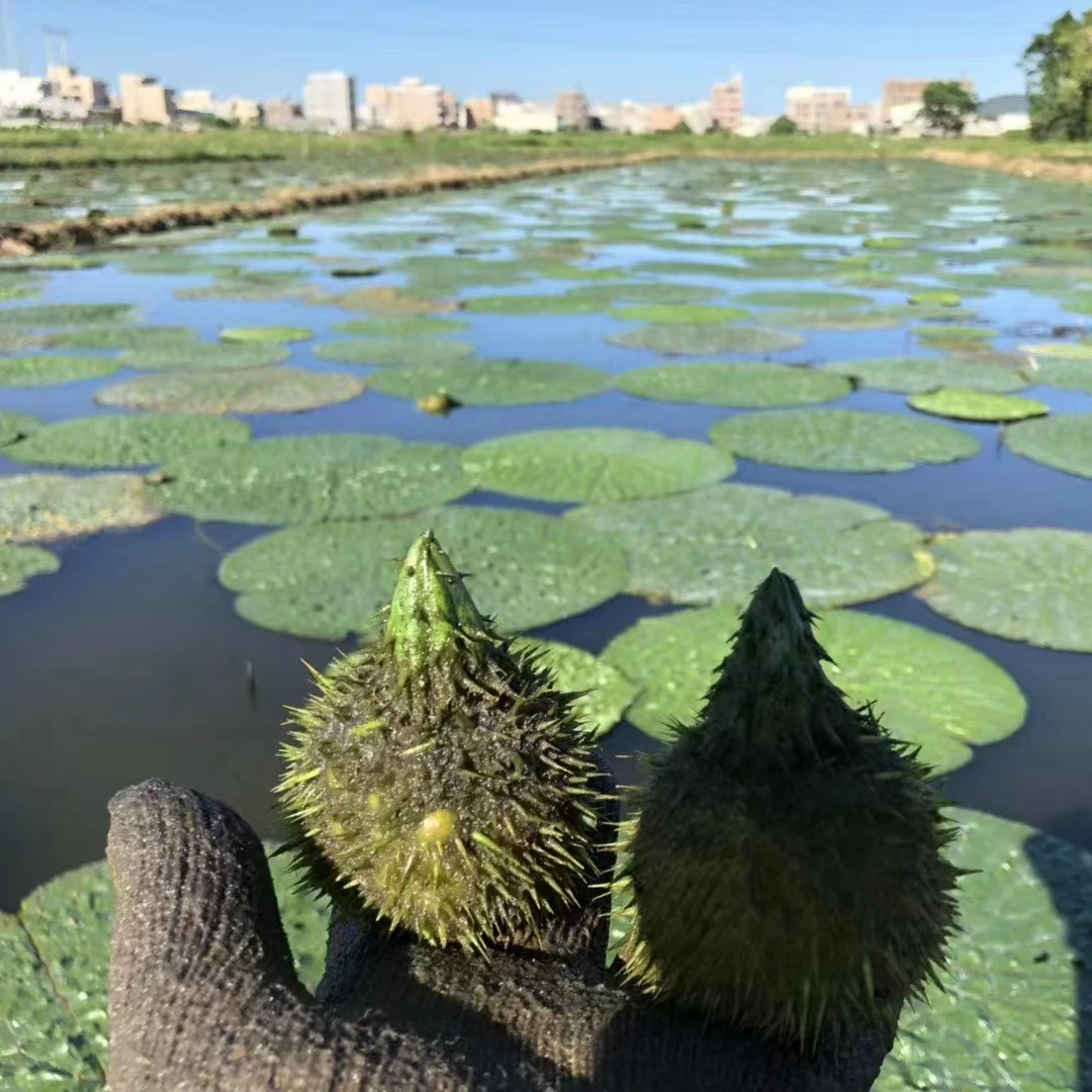 2024年新鲜芡实正宗潮州东凤本地手剥芡实新鲜冰冻芡实500g