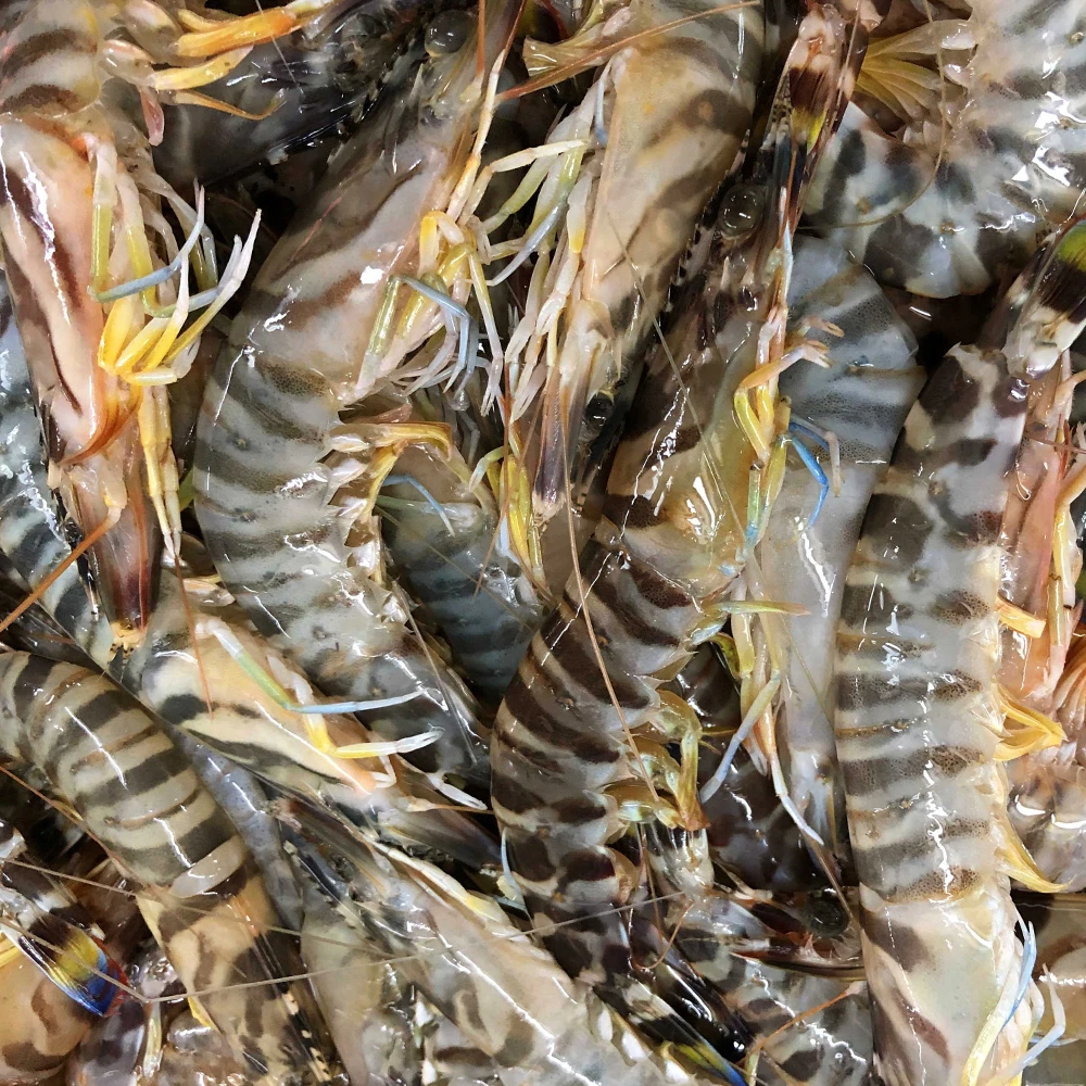 3盒净重3斤 1斤35-40头斑节虾九节虾竹节虾花虾速冻