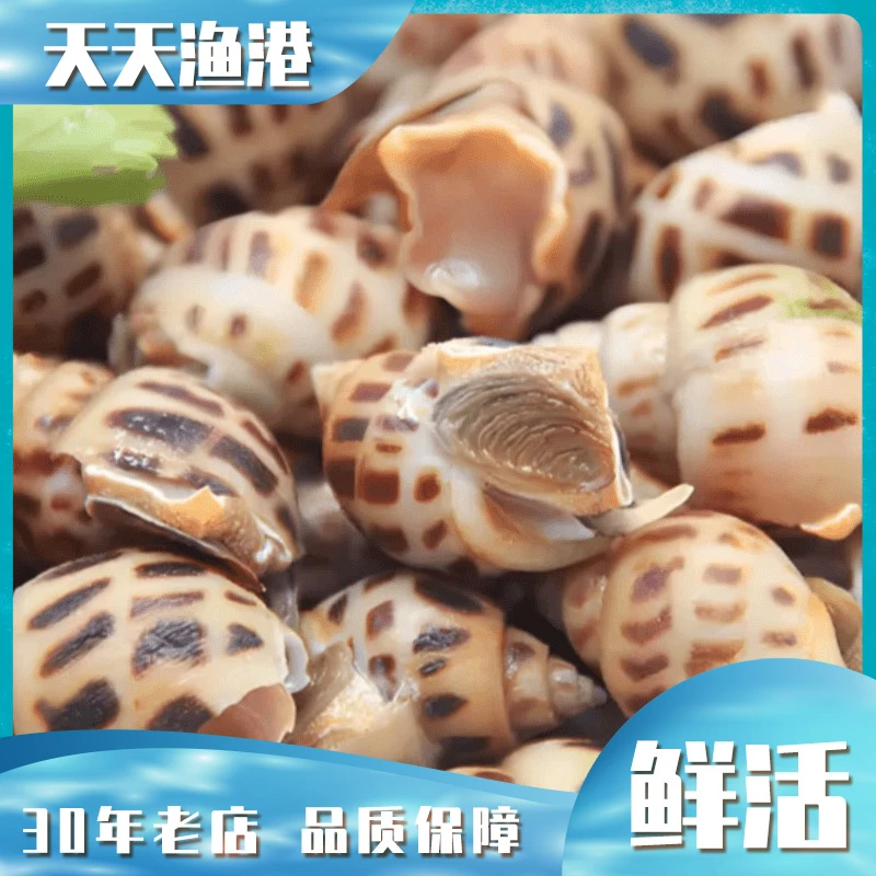 花螺 鲜活花螺