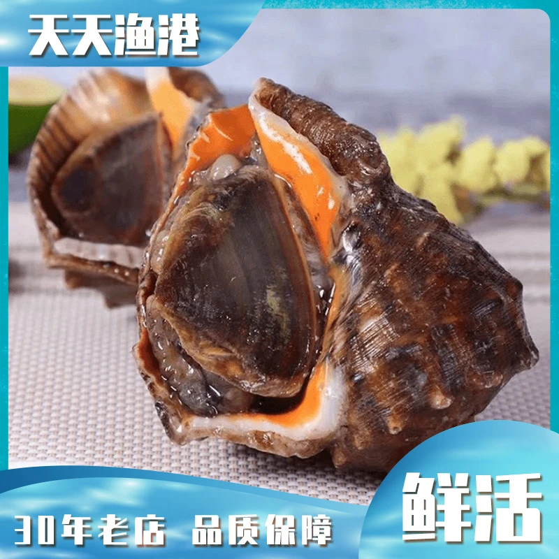 鲜活海螺/大海螺/小海螺/500g