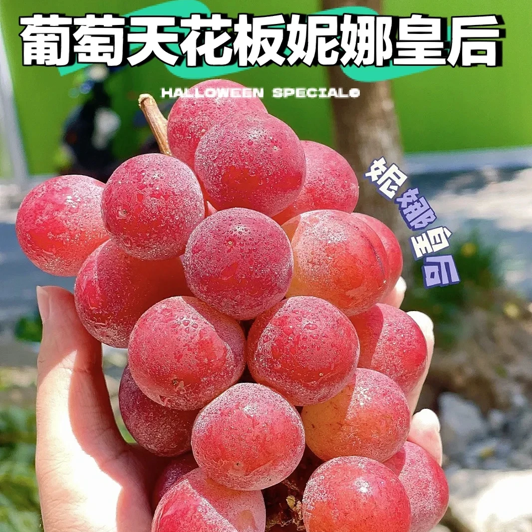 【妮娜皇后】妮娜皇后 颜色红润糖度高 一果五味 顺丰包邮