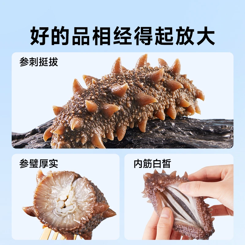 【8-20头】头茬秋参Q弹口感蒸食工艺正宗大连辽刺参深海参即食海参