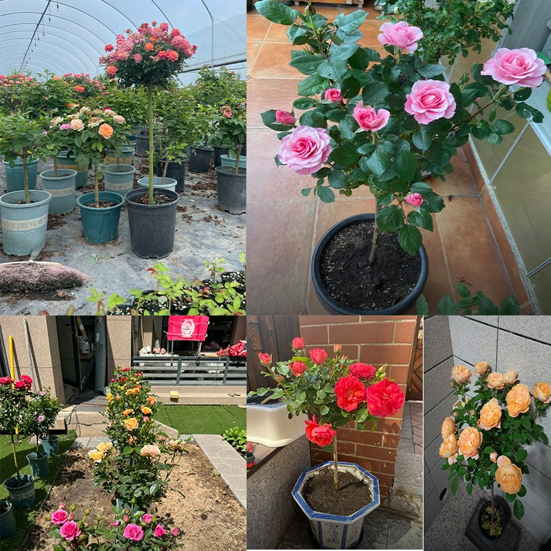 【顺丰包邮】棒棒糖月季多色春夏秋季开大花阳台庭院楼顶别墅田园风