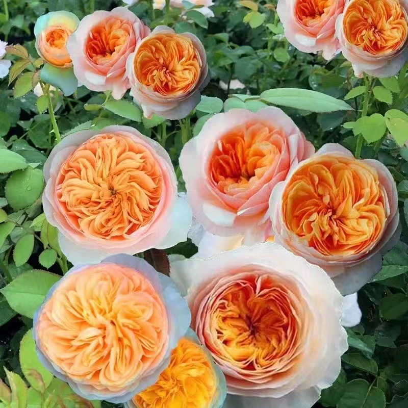 朱丽叶月季花苗（不带盆）阳台欧月大花切花玫瑰花多季开花奥斯汀