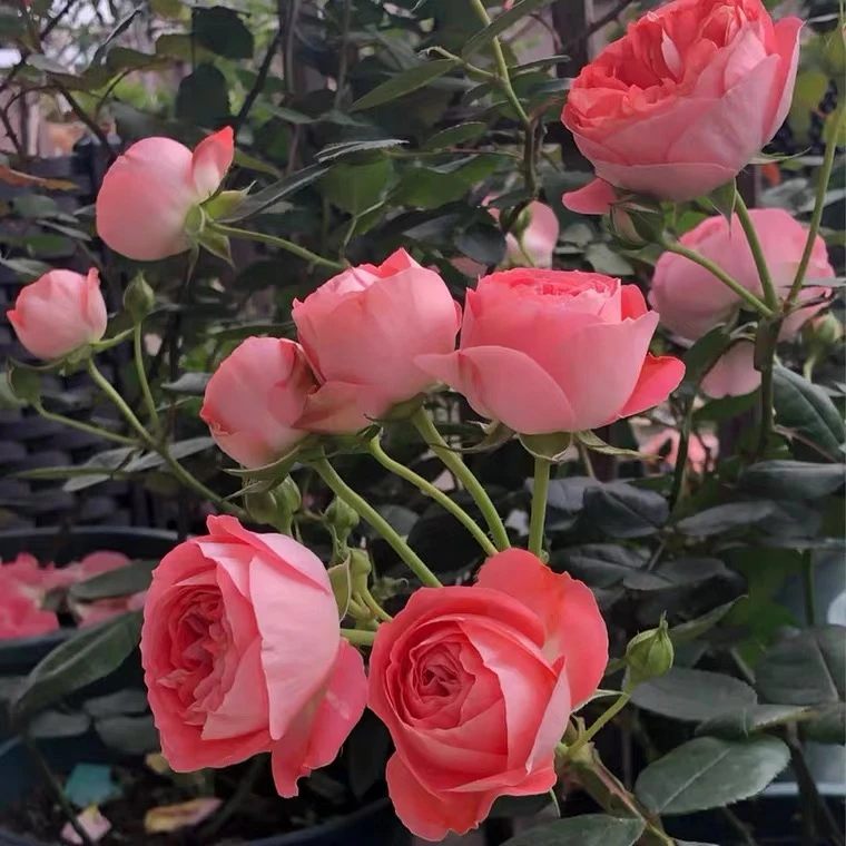 【顺丰包邮】诺娃棒棒糖月季树状月季大花浓香四季开花不断庭院阳台