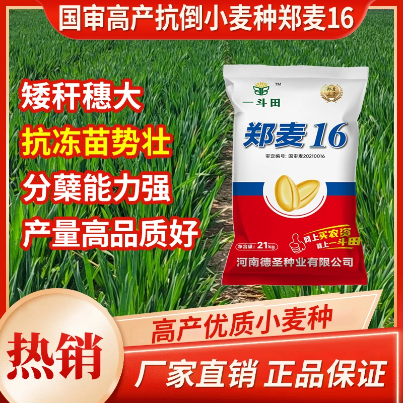 国审郑麦16免费包衣拌种抗倒抗冻矮杆大穗高产小麦种子厂家直销