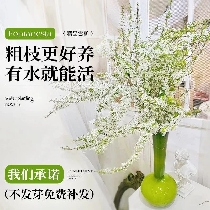 雪柳鲜枝带花苞水培植物鲜切枝干枝水养珍珠李绿植花卉鲜花插花