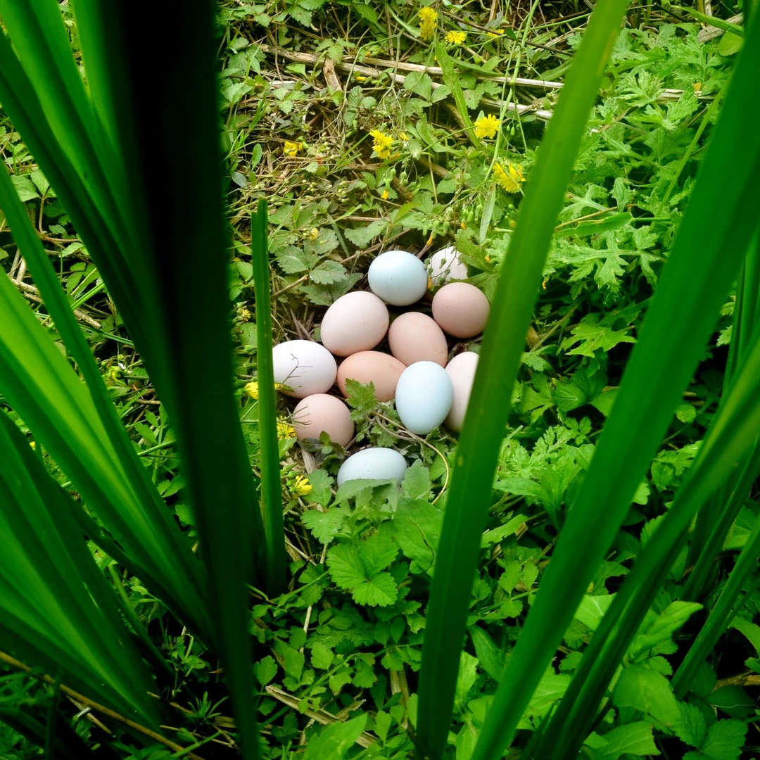 【年货节福利】奔奔山 齐远生态农场 散养跑山黑凤土鸡蛋 现捡现装