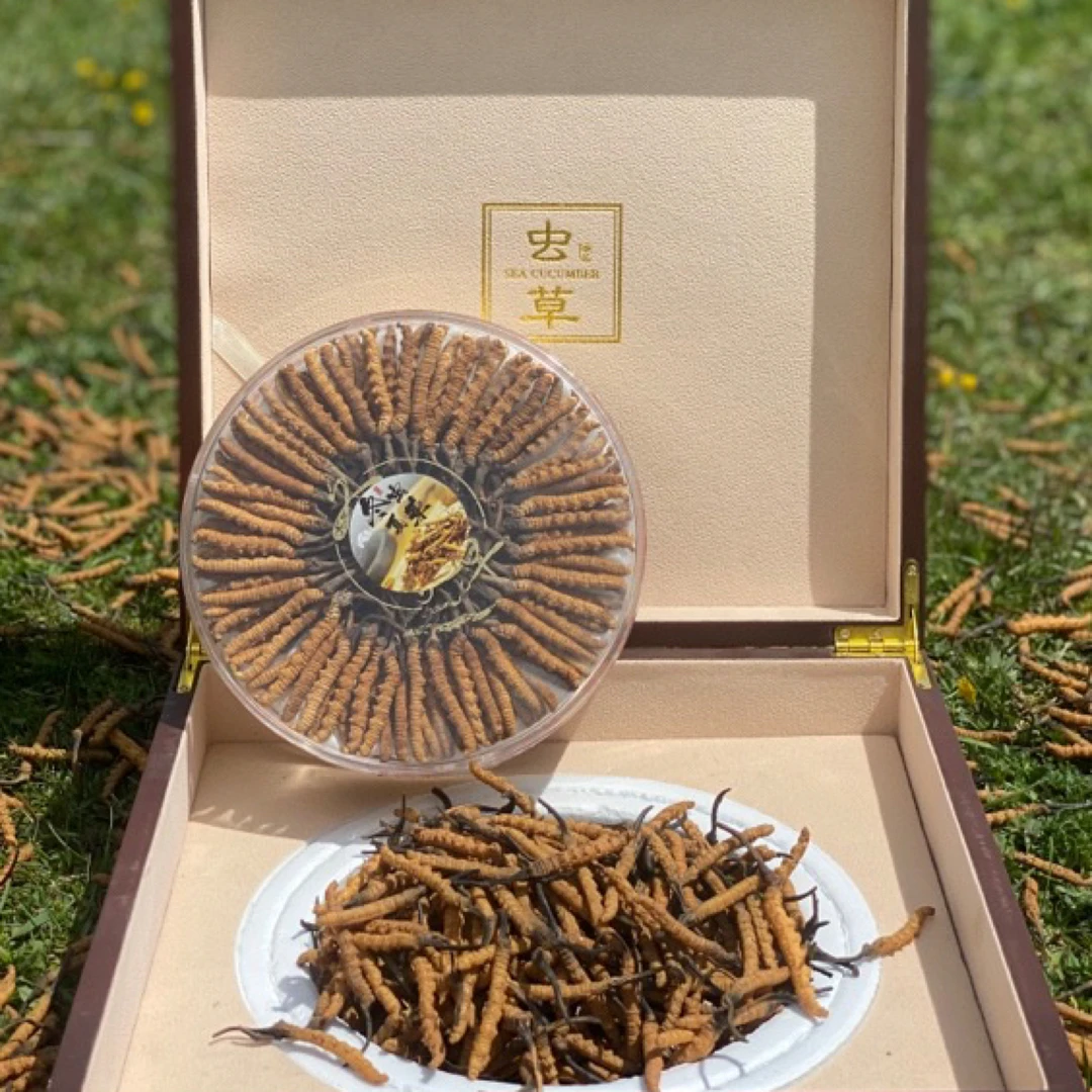 新干【冬虫夏草100根装】大草高端礼盒滋补送礼食用泡酒