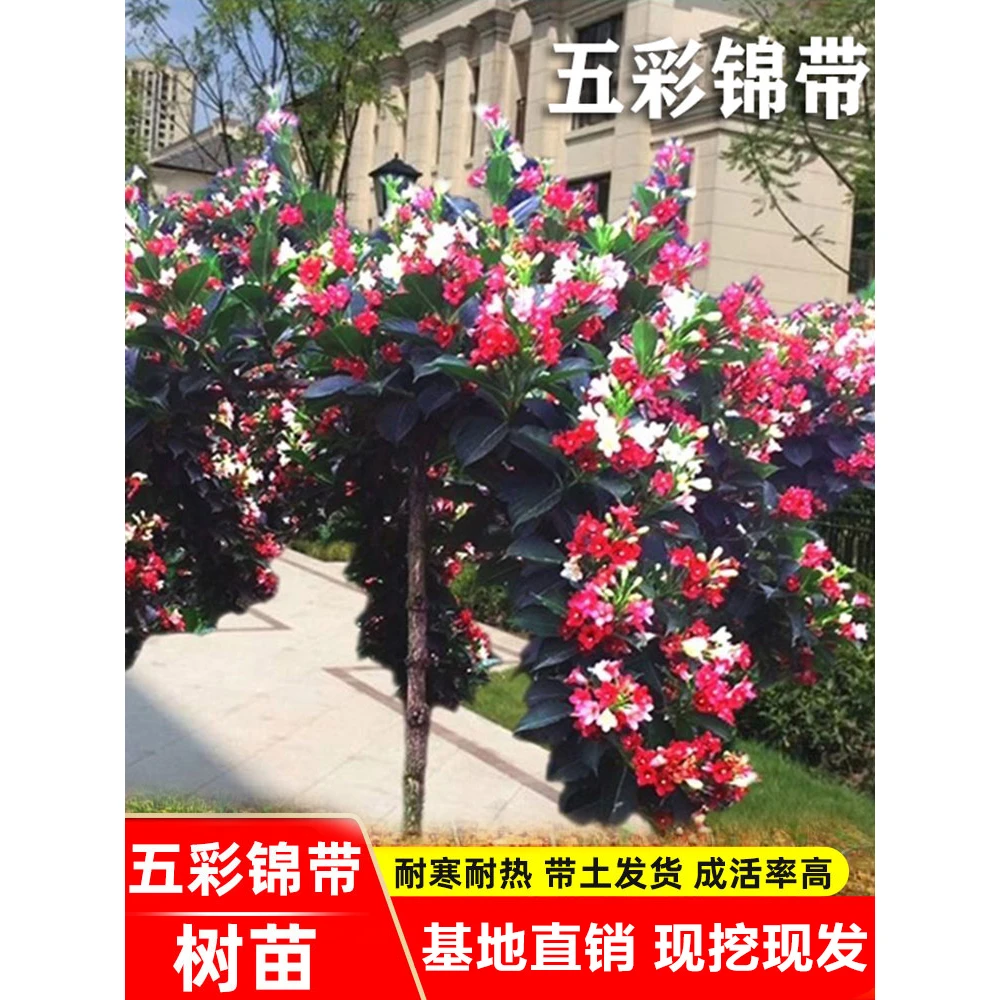 五彩锦带花树苗四季种植耐寒耐热红王子锦带花苗七彩花卉庭院盆栽