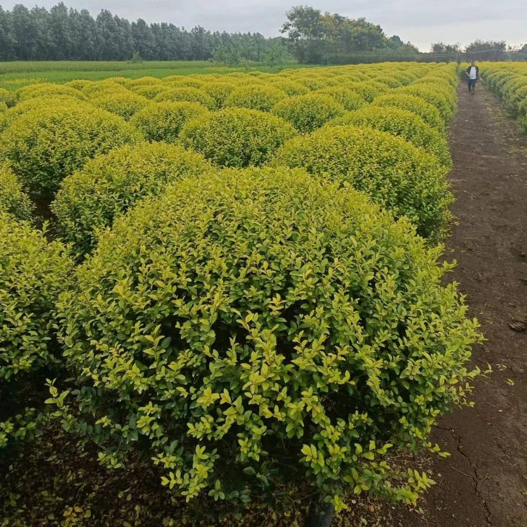 龟甲冬青球庭院别墅花境常绿植物小叶女贞完美冬青金叶女贞球