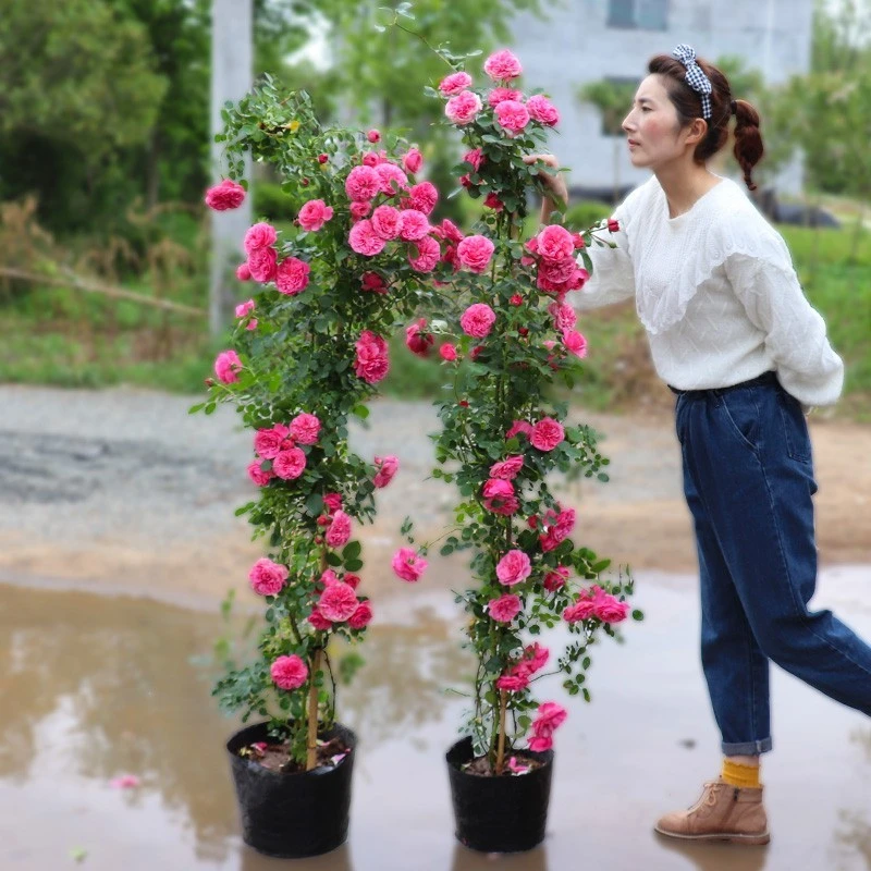 月季花苗盆栽大花月季苗花园植物怕疼能力非常强藤本月季花苗小苗