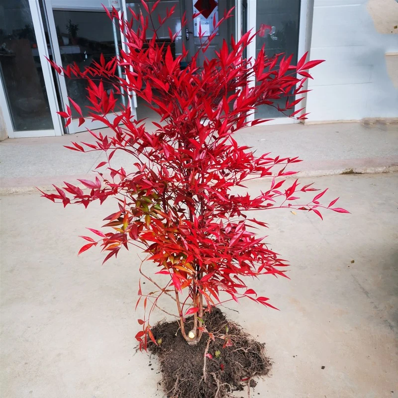 南天竹盆栽盆景绿化苗木室外庭院耐寒植物树苗南天竺红天竹蓝天竹