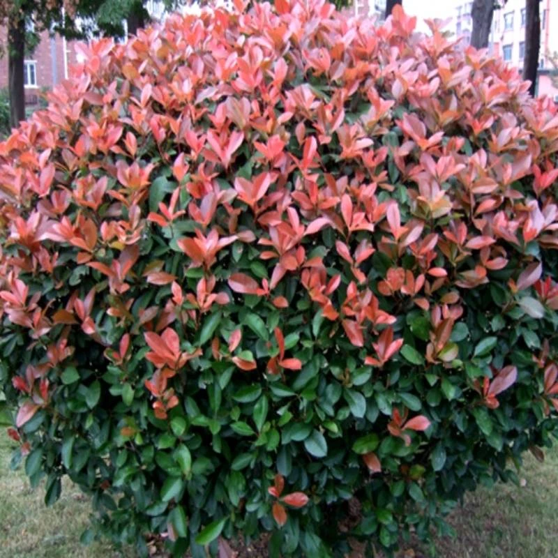 红头石楠树苗球形绿植石楠球庭院别墅风景树苗园林绿化红叶石楠