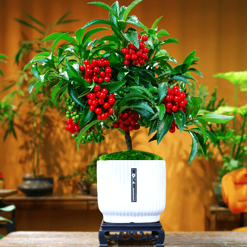 【带果发货】富贵籽盆栽花卉绿植耐阴盆栽花卉净化空气网红植物