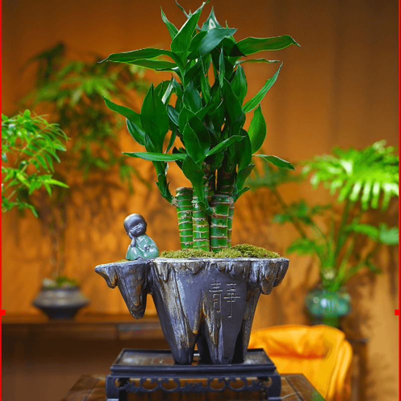 禅意/意境富贵竹荷花竹节节高升水养客厅竹禅意龙竹盆栽花卉盆景