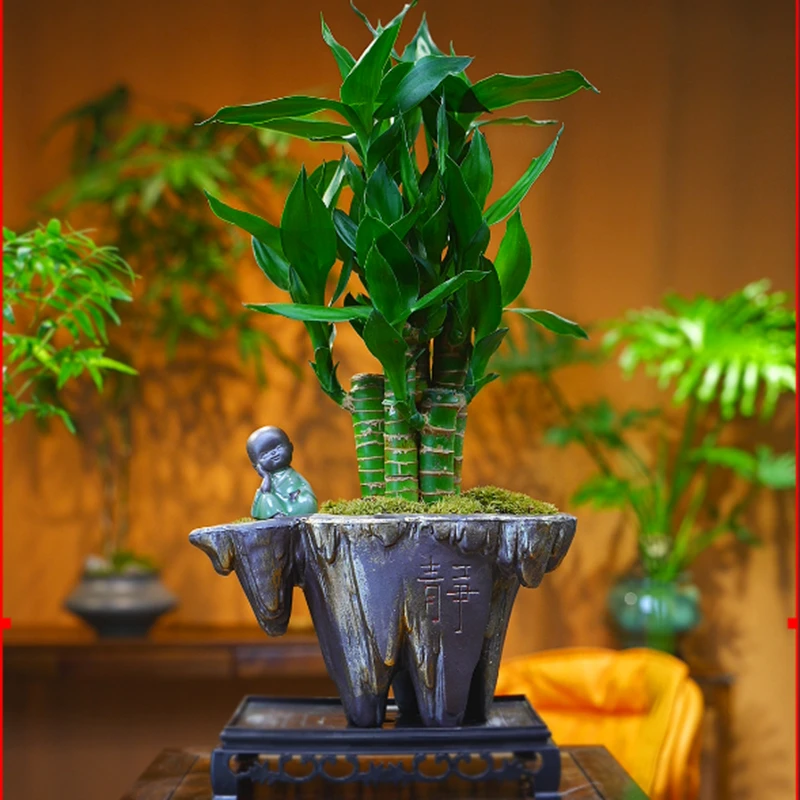 禅意/意境富贵竹荷花竹节节高升水养客厅竹禅意龙竹盆栽花卉盆景