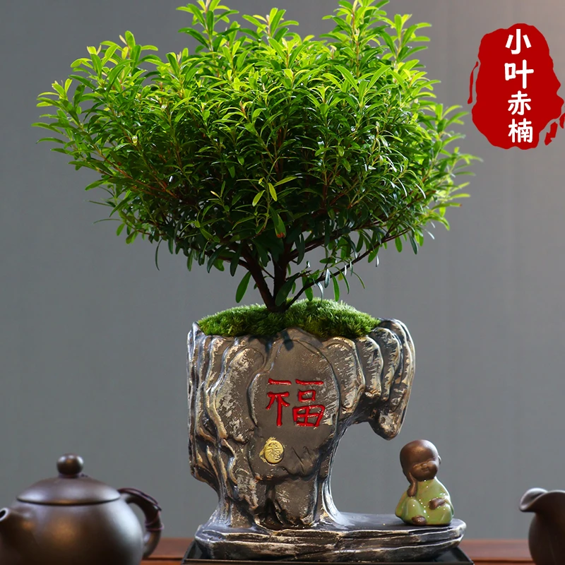 小叶赤楠老桩盆景苗植物花卉微景观水培办公室内好养四季常青盆栽