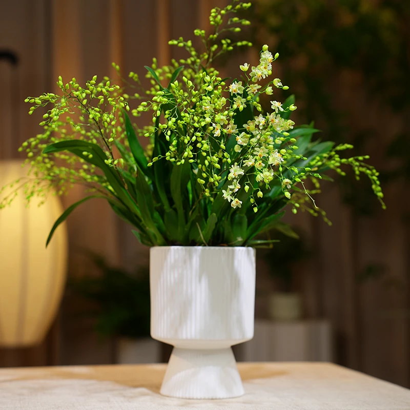 带花剑花苞发货文心兰盆栽梦香兰盆景兰花盆栽办公桌客厅绿植花卉