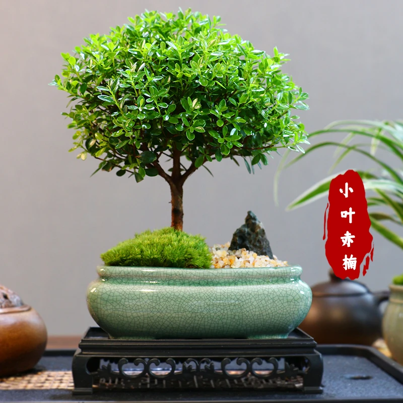 造景禅意小叶赤楠老桩盆栽盆景迷你植物室内花卉办公室桌面绿植
