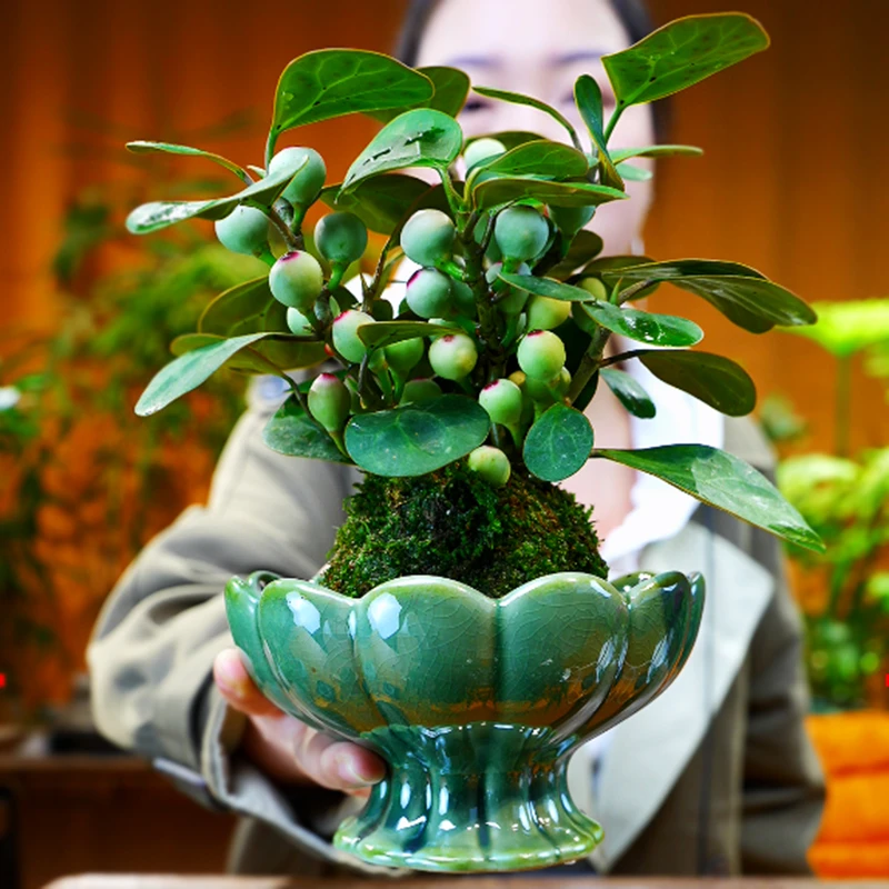 禅意小盼菩提树苔藓盆景花叶丛生客厅茶桌微景观绿植盆栽水培植物