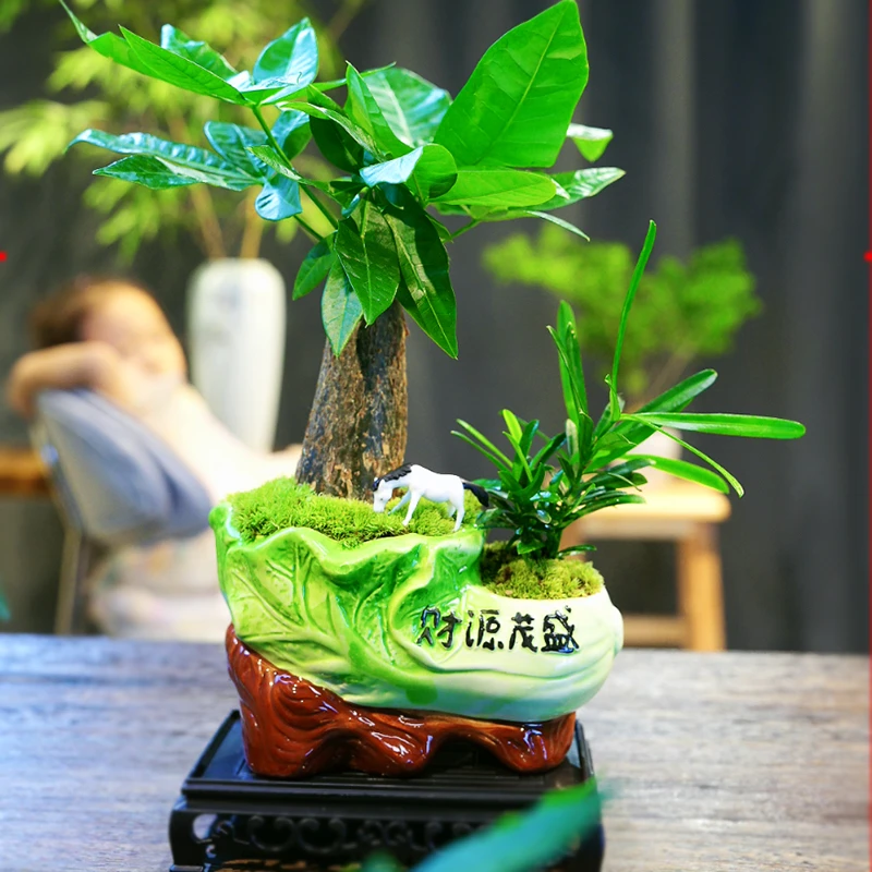 发财树盆栽室内客厅桌面小盆景苗好养植物净化空气花卉小绿植摆件