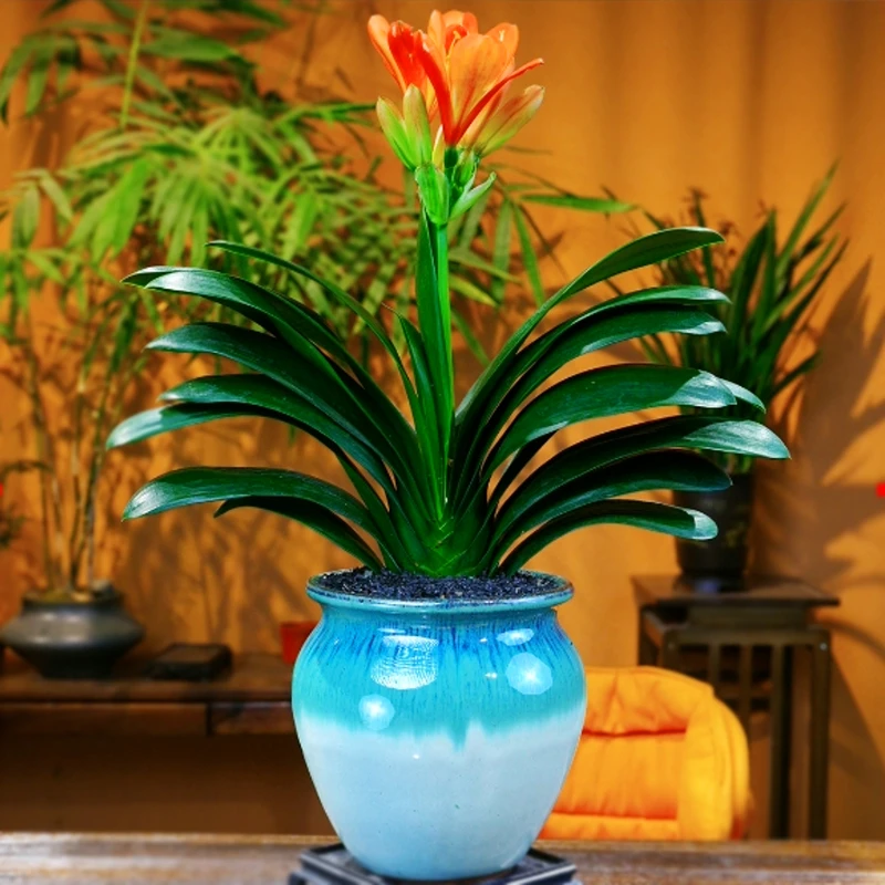 国兰高档花卉精品君子兰圆头和尚禅意盆景室内好养绿植蝴蝶兰盆栽
