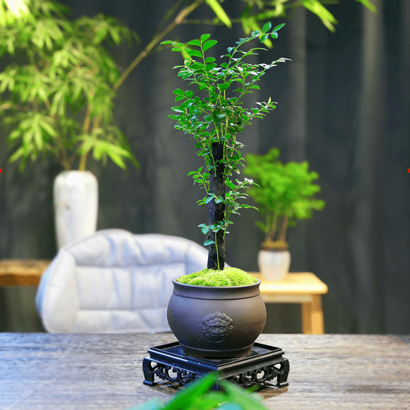 禅意小叶紫檀黑骨茶盆栽树苗老桩植物办公室内好养活花卉绿植摆件