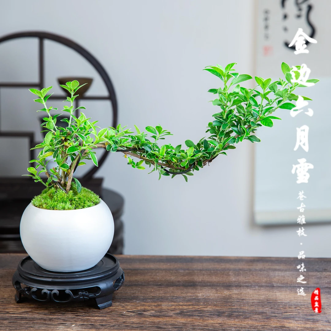 悬崖金边六月雪室内造型绿植精致盆栽盆景中式客厅净化空气花卉苗
