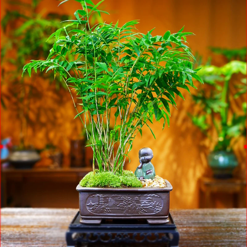 禅意/意境观音竹米竹客厅盆景办公室植物中式竹报平安盆栽花卉