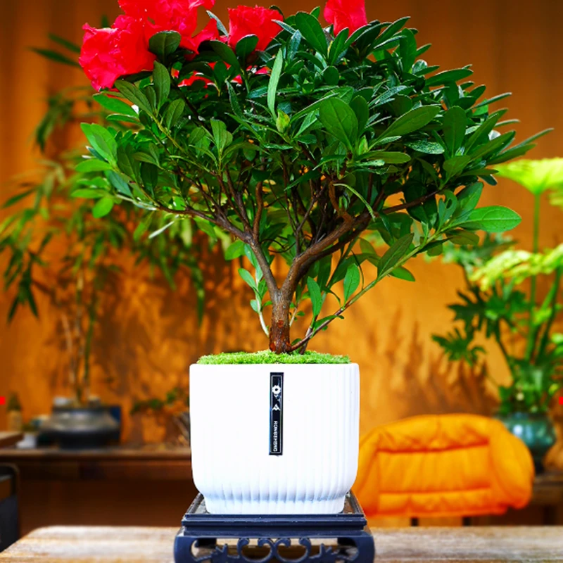 稀有品种西玛杜鹃花紫色杜鹃花红色杜鹃花盆栽重瓣花卉带花发货苗