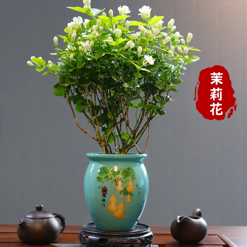 重瓣茉莉花盆栽浓香型带花苞带盆驱蚊绿植花卉室内阳台净化空气