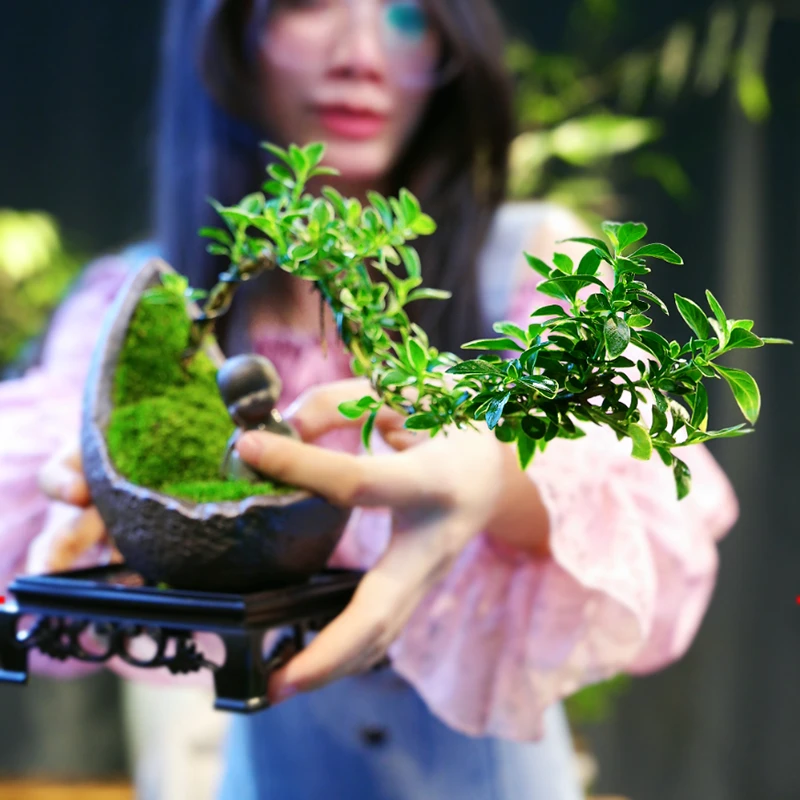 禅意/意境飘枝金边六月雪盆栽植物室内盆景办公室内桌面净化空气