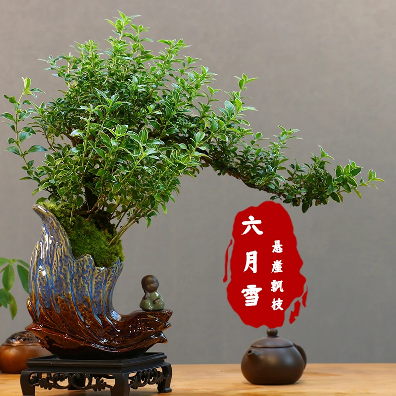 金边六月雪悬崖飘枝老桩盆景室内客厅净化空气绿植桌面中式盆栽花