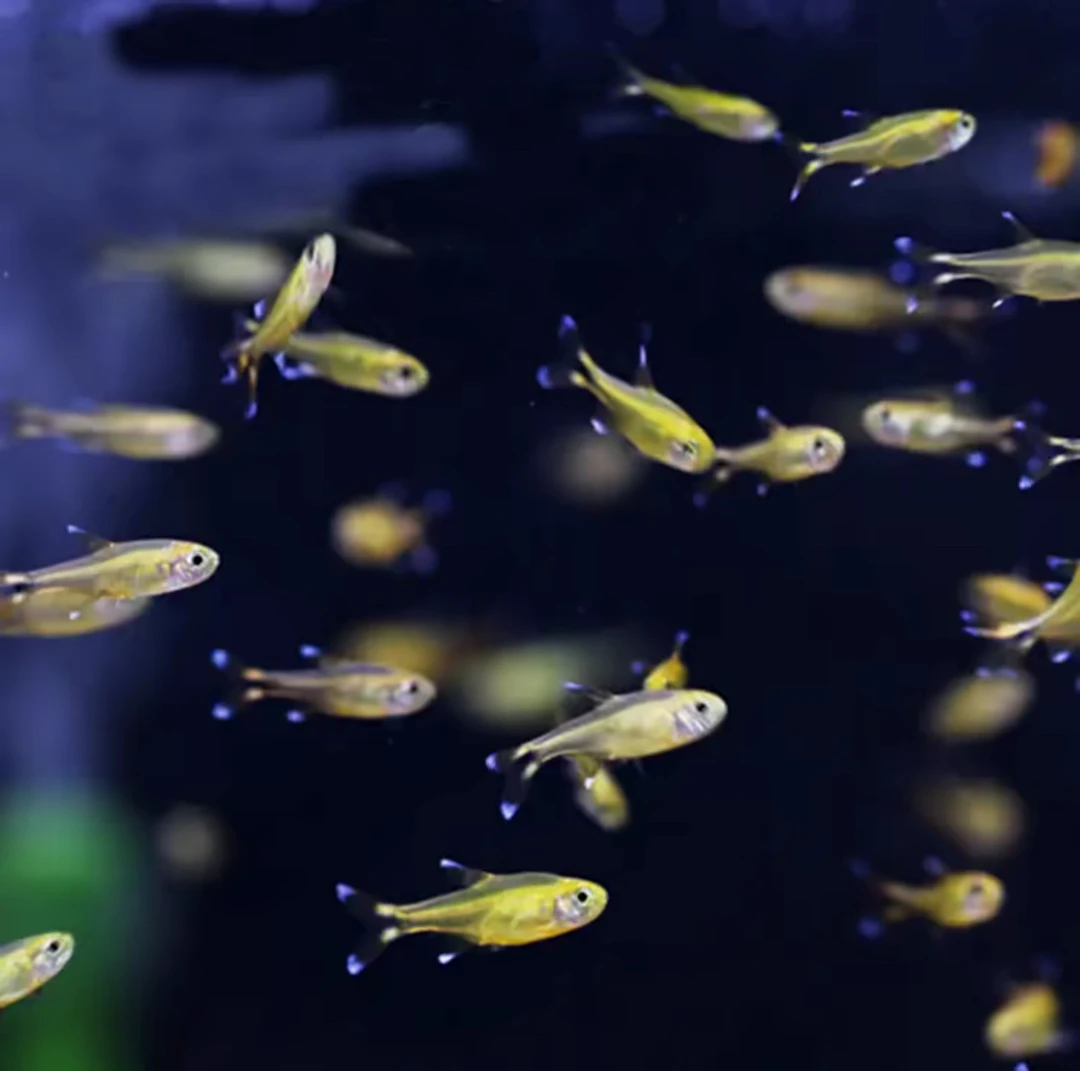 满天星迷你灯10条1.5cm±