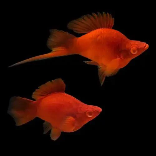 红剑球胎生观赏鱼4条2cm±