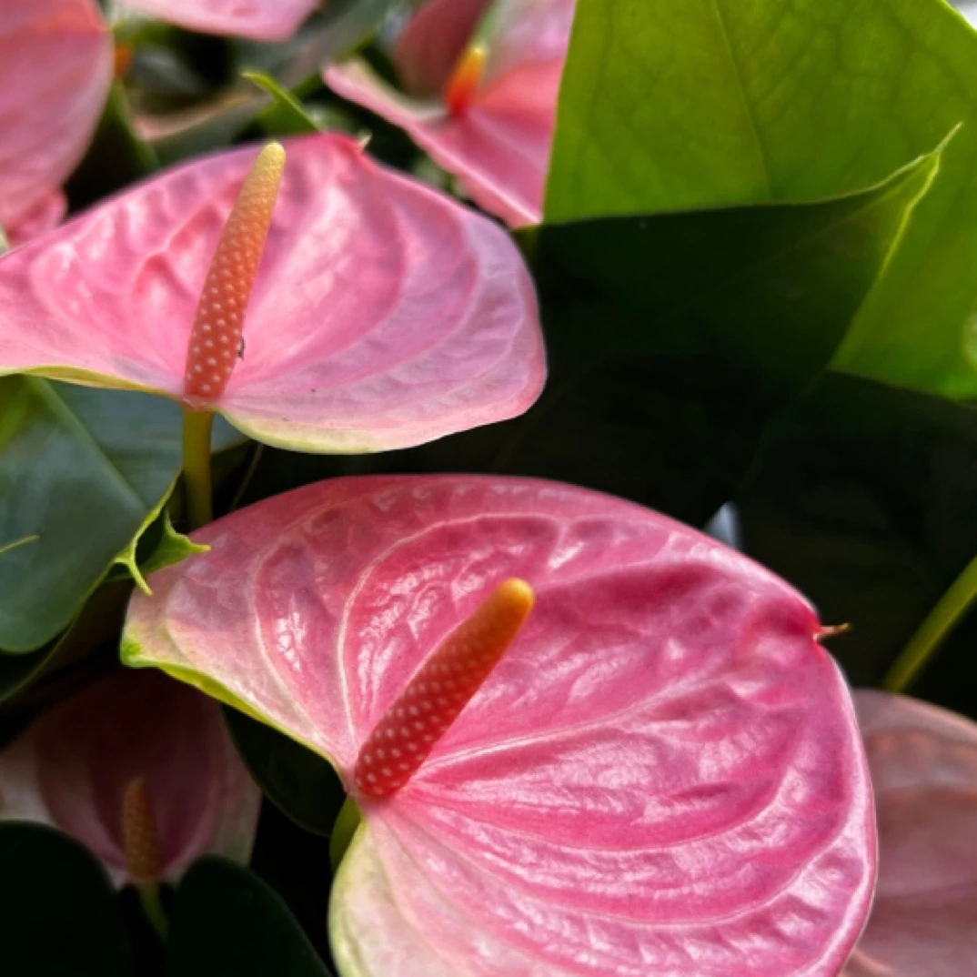 【悄然花开】到手两颗粉掌粉皇冠 四季续花 红粉佳人 水栽土栽