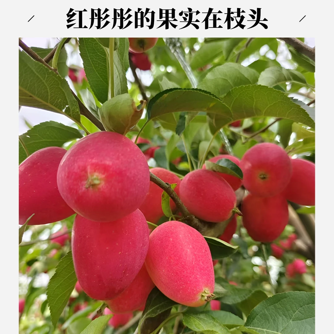 新疆直发香妃海棠鸡心果甜脆多汁精品现摘直发新鲜酸甜