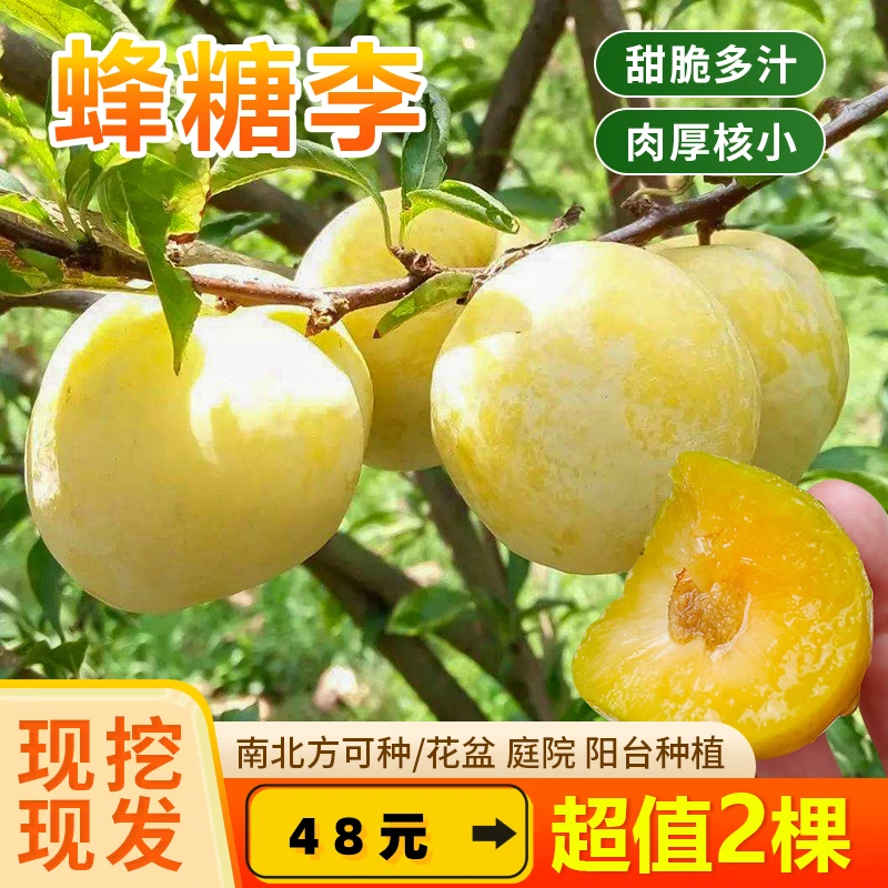 【优质三年嫁接苗】脆甜蜂糖李子 盆栽地栽 南北方可种植