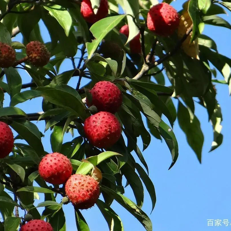 直播间购买盆景半成品素材