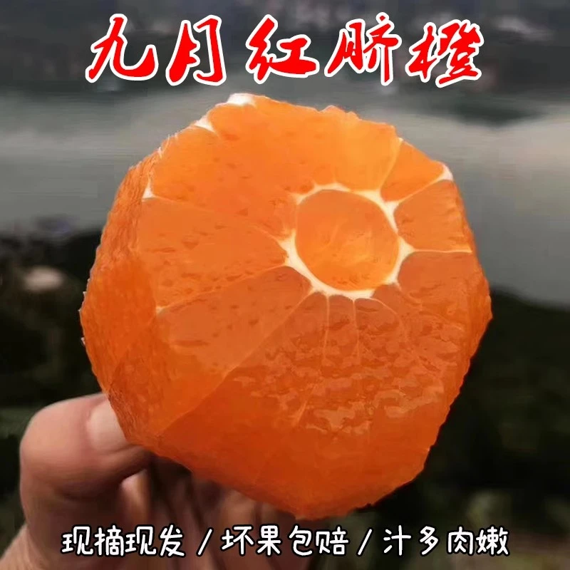 湖北秭归九月红橙子脐橙果冻橙秋橙现摘现发当季新鲜水果整箱包邮