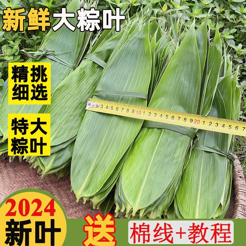 江西粽子叶新鲜精选粽叶大号商家用免邮包粽子的叶子端午干叶批发