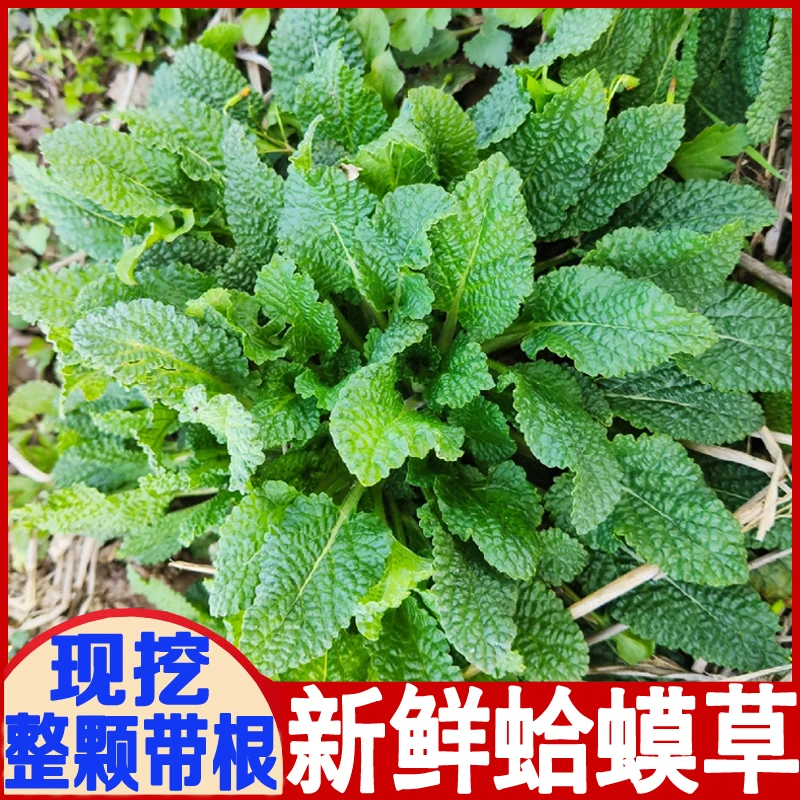 新鲜蛤蟆草现挖癞蛤蟆草荔枝草雪见草嫩草整颗带根 500克一斤包邮