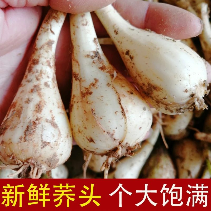 2025新货农家自种新鲜藠头茭头小葱头教头去根去叶现挖