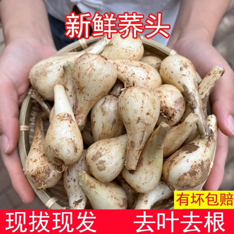 鲜恪馋新鲜荞头现挖现发茭头江西藠头农家自种藠头下饭菜叫头包邮