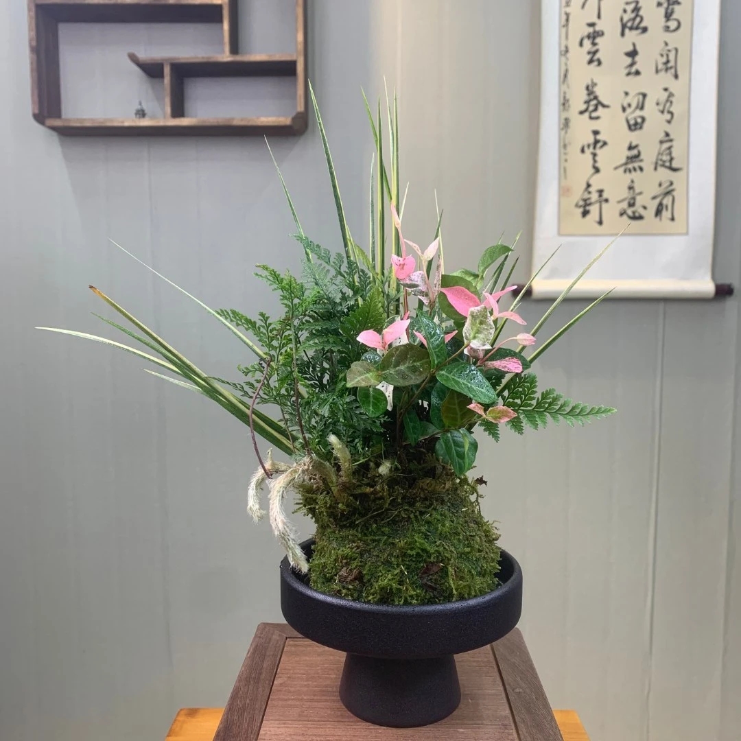 苔玉菖蒲组合三生有幸苔藓球常青植物美观办公室内茶桌好养绿植