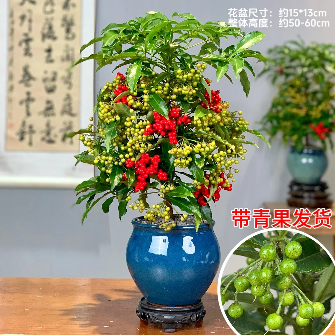 富贵树籽 黄金万两带果绿植花卉四季好养室内外客厅桌面网红盆栽