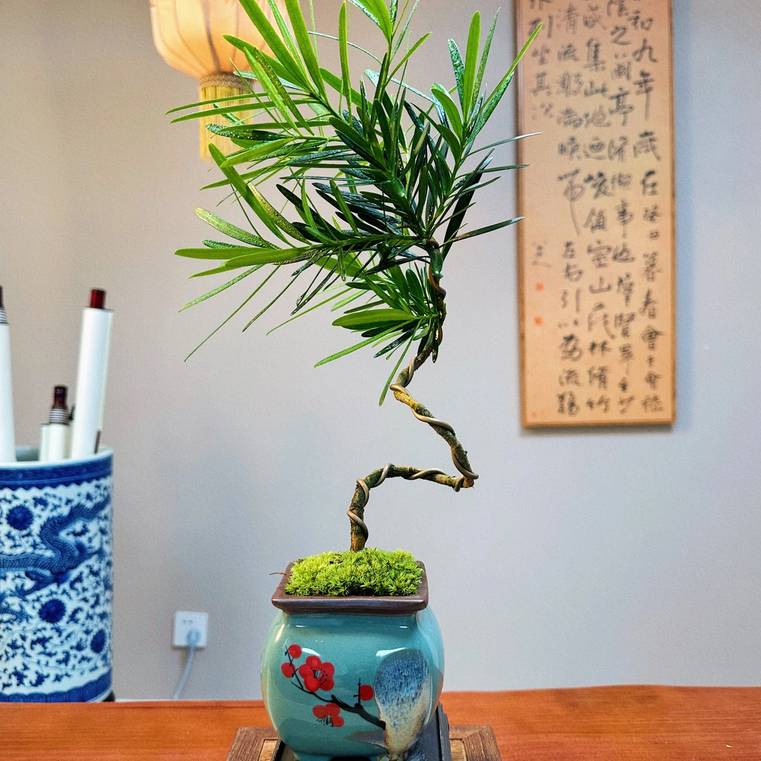 罗汉松盆栽造型螺旋艺术盆景室内好养客厅办公室绿植摆件植物美观
