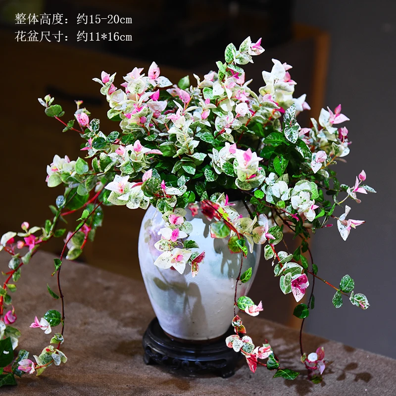 垂丝彩虹 粉绿色花叶彩虹渐变陶瓷盆办公茶室内美观绿植花卉盆栽