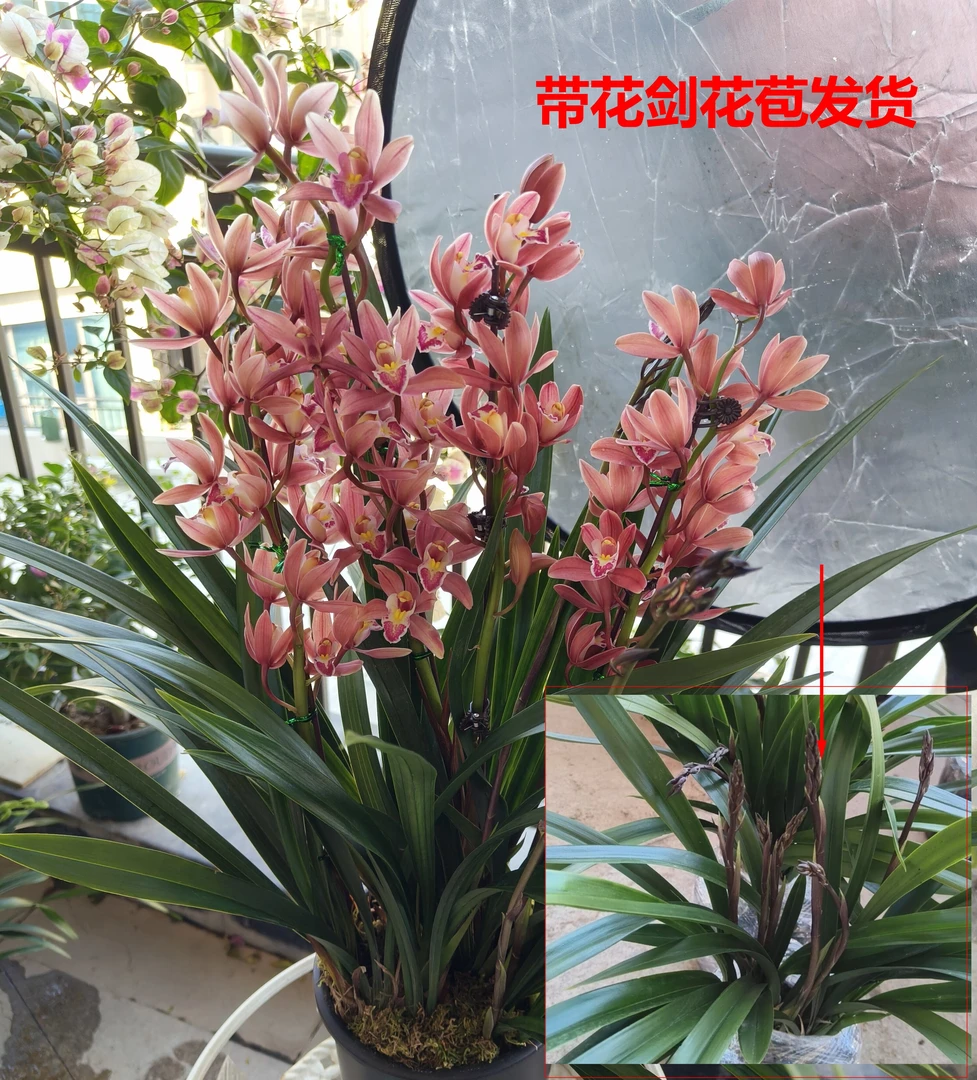 精品高贵4-5花起【中国红】墨兰品种好养易活室内盆栽浓香型带花苞